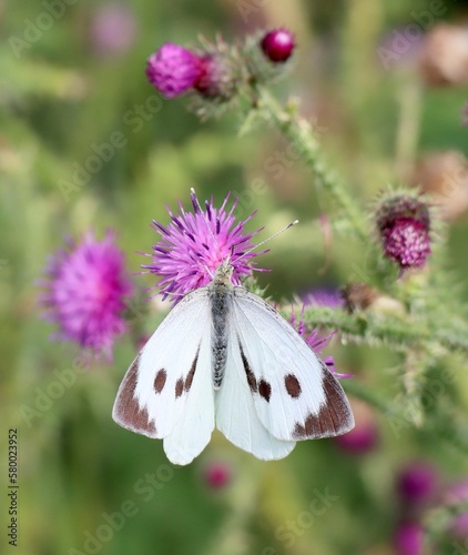 Photography butterfly
