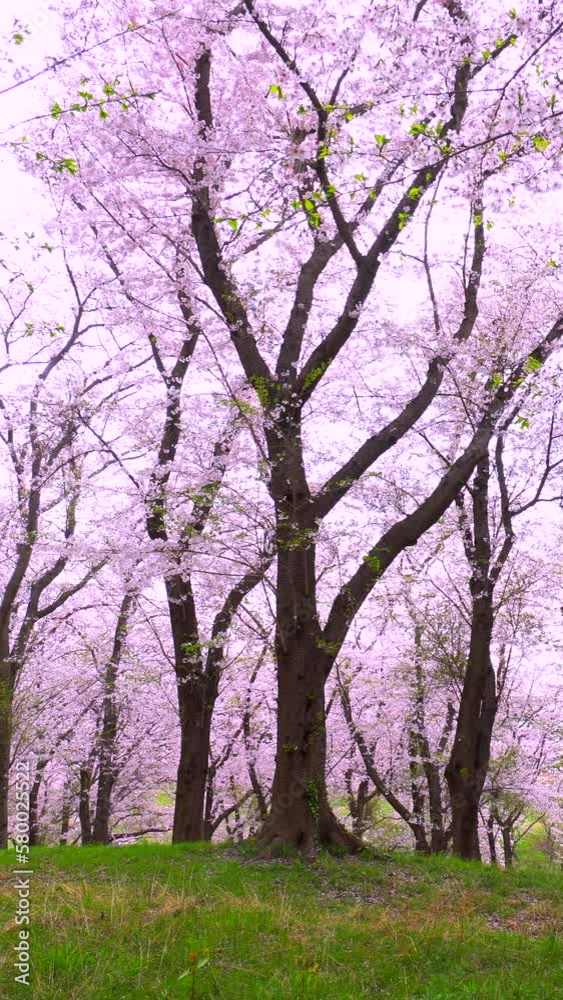 風に揺れる満開の桜咲く林の縦動画 風に揺れる満開の桜咲く林の縦動画