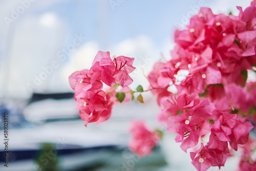 Blossom over blue sky. Close up of fresh pink tropical flowers.