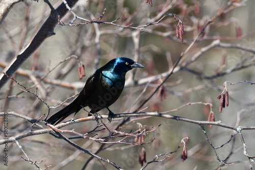 Close up of a colorful iridescent Common Grackle bird perched in a tree