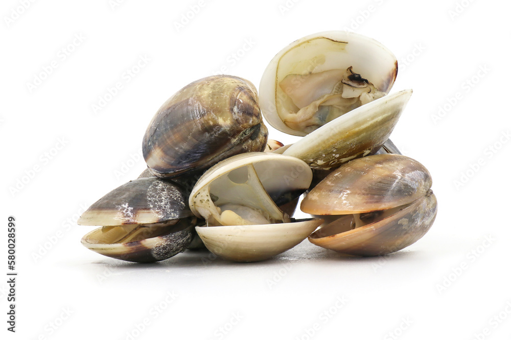 Foto de Closed up fresh baby clams, venus shell, shellfish, carpet