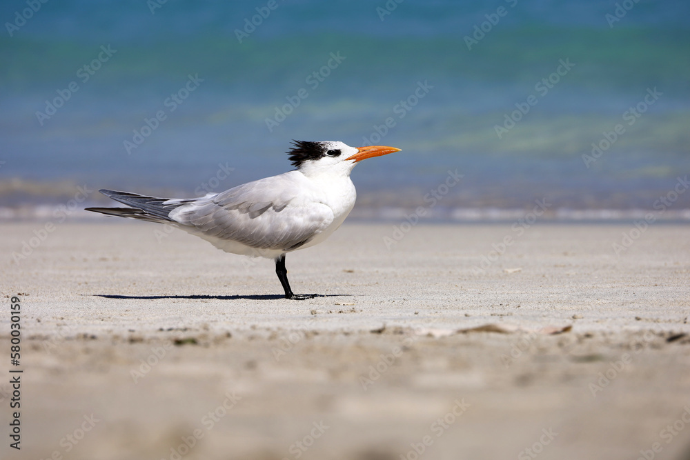 Seagull standing on a sand on sea waves background, Atlantic ocean coast Seagull standing on a sand on sea waves background, Atlantic ocean coast