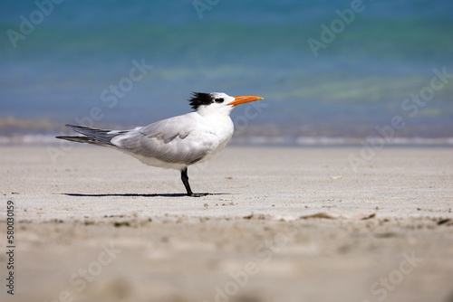 Seagull standing on a sand on sea waves background, Atlantic ocean coast © Oleg