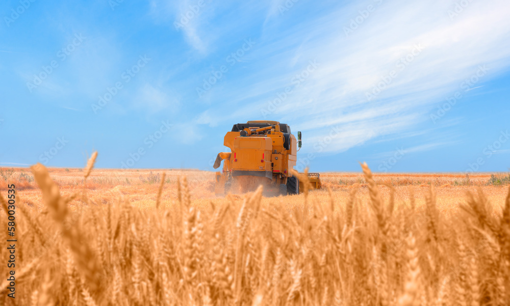 Obraz premium Combine harvester harvesting wheat field with amazing blue sky