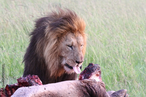 Fototapeta Naklejka Na Ścianę i Meble -  Portrait of a lion sitting near his buffalo kill and looking down on it