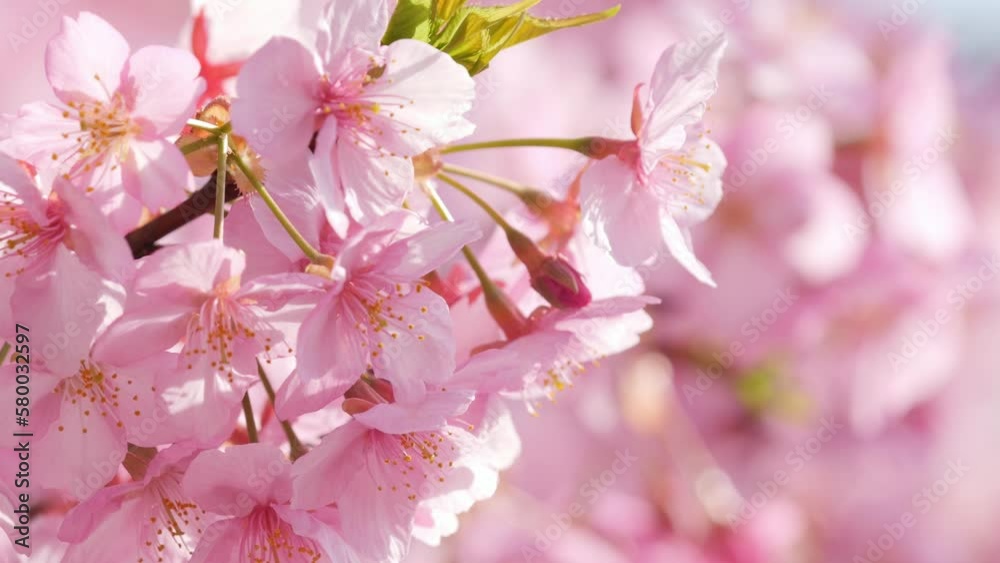 Slow motion of beautiful swaying cherry blossoms on a sunny spring day