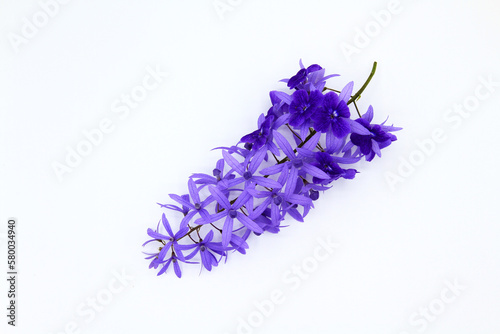 Top view of purple Wreath flower isolated on white background. Flat lay of Beautiful bouquet of violet flora or floral with copy space. The science name is Petrea volubilis.