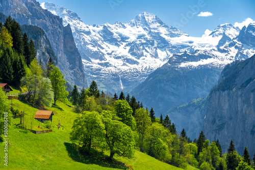 spring meadow in Alps in Wengen village in Switzerland