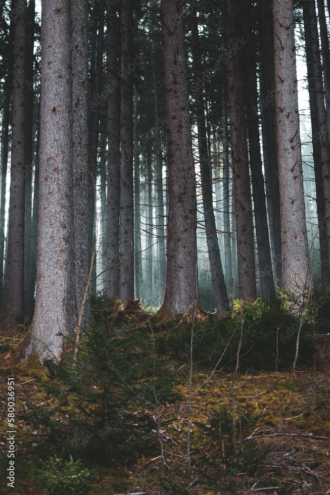 Obraz premium wandering in mystical spruce forest at a spring morning in the national park hohe tauern in austria