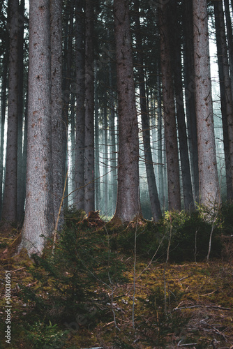 wandering in mystical spruce forest at a spring morning in the national park hohe tauern in austria