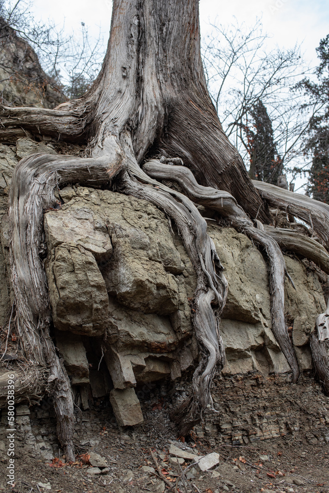 Light gray roots of a large tree on a rock close-up. Vertical photo