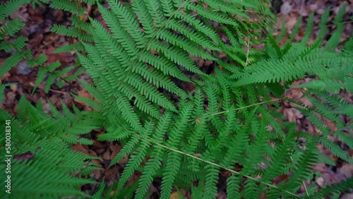 Big fern green leaves growing in forest top close up view. Botany and biology concept. Ferny plant outdoor in natural habitat. photo