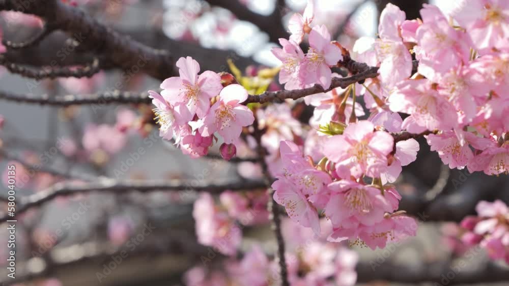 Slow motion of beautiful swaying cherry blossoms on a sunny spring day Slow motion of beautiful swaying cherry blossoms on a sunny spring day