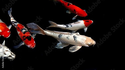 Koi fish 