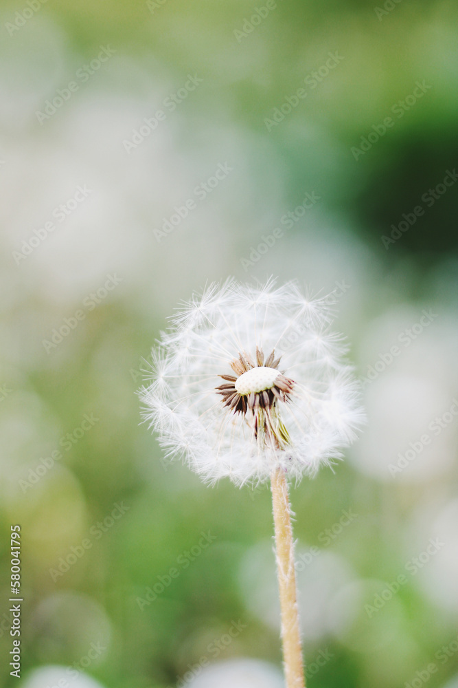 Fototapeta premium Close-up photo of a dandelion in the grass with a blurred background