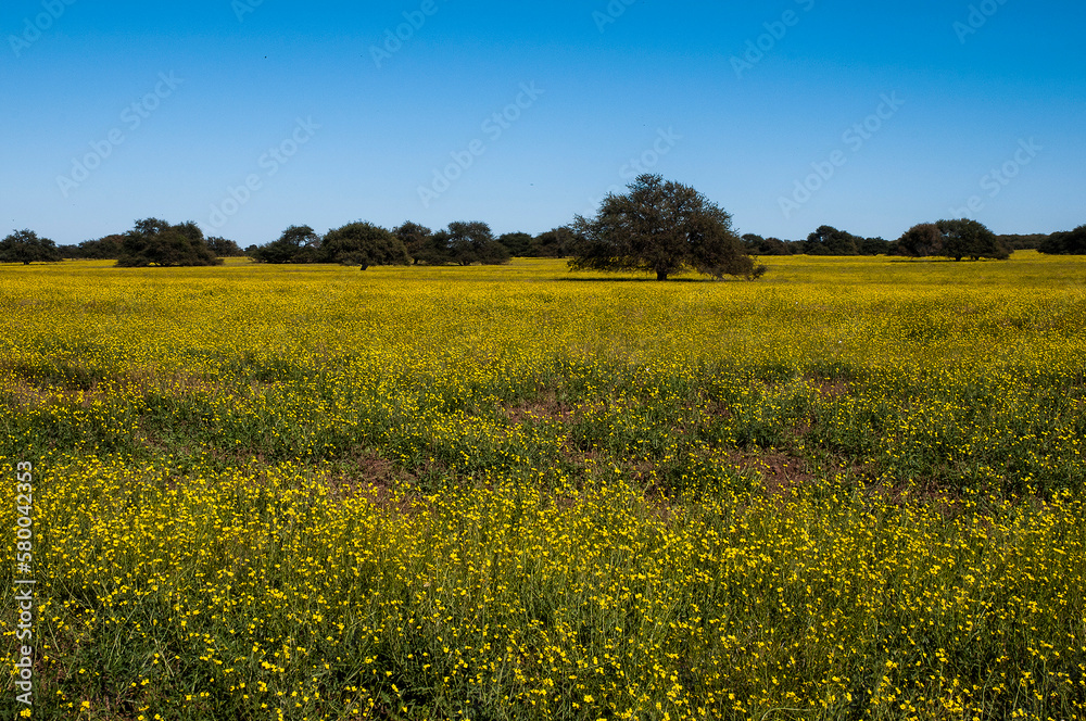 Flowered field in the Pampas Plain, La Pampa Province, Patagonia, Argentina.