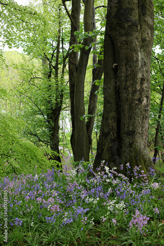 Blue bells in flower - Woodland along the banks of River Don - Dyce - Aberdeen city - Scotland - UK photo