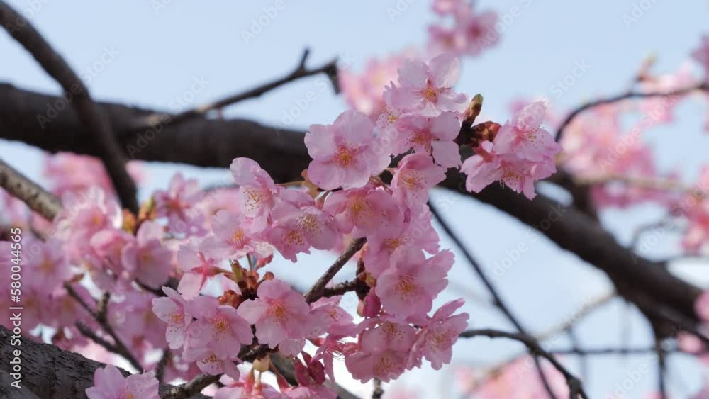Slow motion of beautiful swaying cherry blossoms on a sunny spring day Slow motion of beautiful swaying cherry blossoms on a sunny spring day