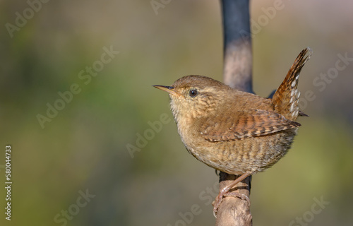 Minimalistic Eurasian wren (troglodytes troglodytes) perched on vertical branch with smooth background 