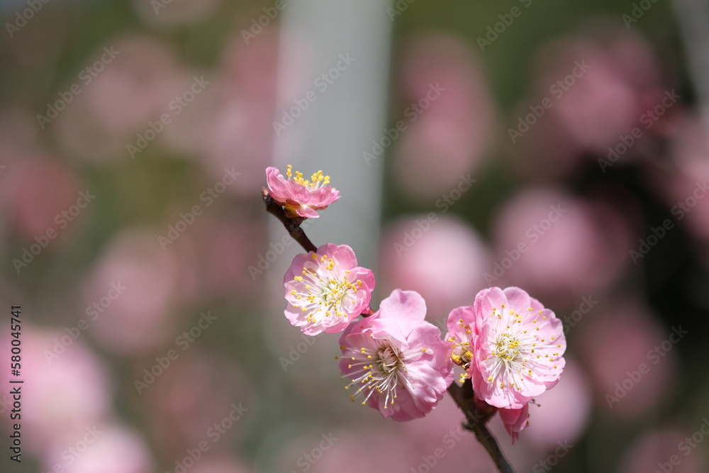 中心が白く外に向かって濃いピンクになる花びらが美しい梅
