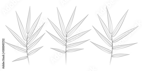 Bamboo tropical leaves set. Vector botanical illustration, contour graphic drawing.