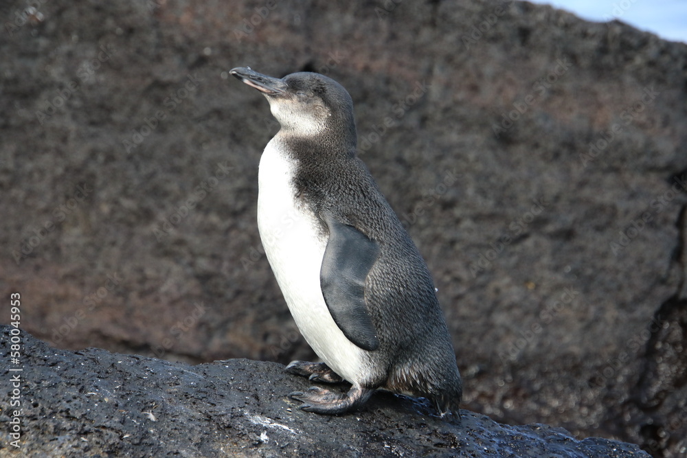 Fototapeta premium Galapagos Pinguin - Pinguin auf der Nordhalbkugel 