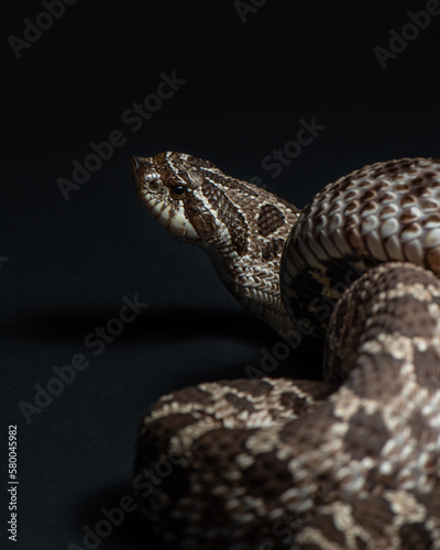 Western hognose snake studio shot. Heterodon nasicus portrait. Snake close up on black background.  photo