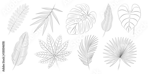 Aralia, areca palm leaves, bamboo, banana leaves, calathea, monstera, palmetto fan, philodendron, tamarind tropical leaves set. Vector botanical illustration, contour graphic drawing.