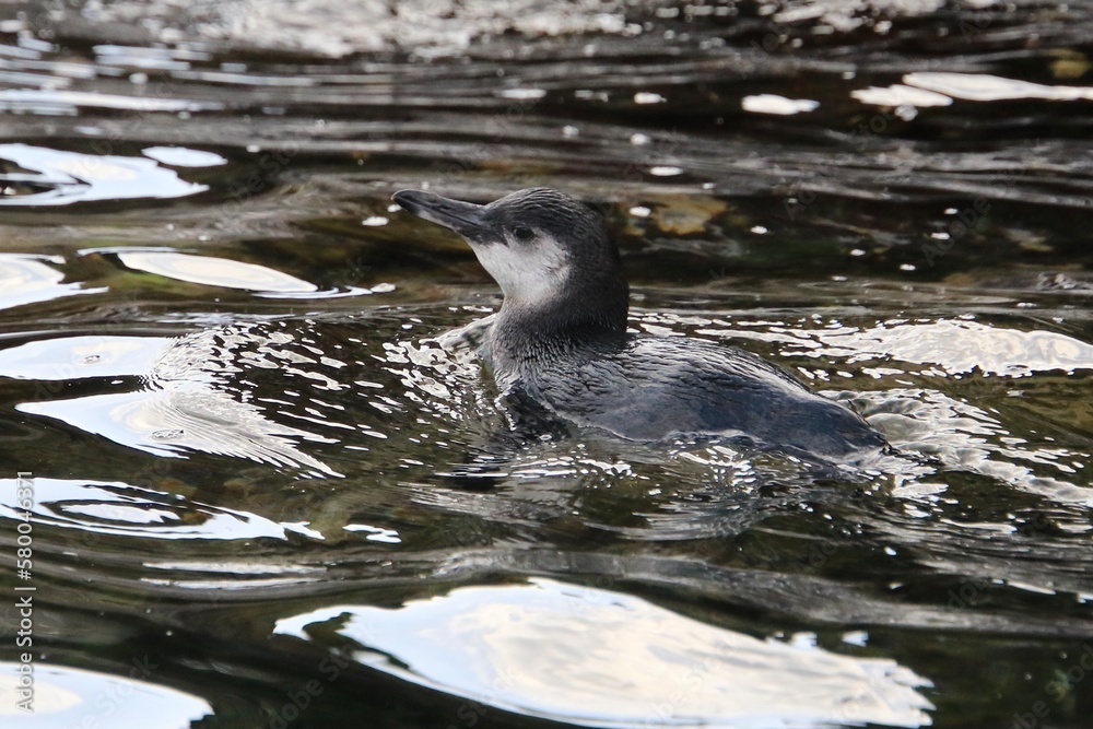 Fototapeta premium Galapagos Pinguin - Pinguin auf der Nordhalbkugel 