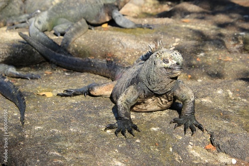 Galapagos Meerechse Galapagos Island