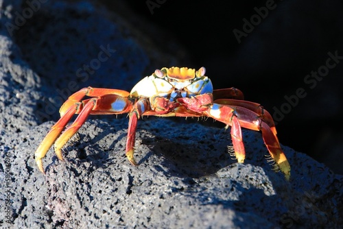 galapagos sally lightfoot krabbe - galapagos island rote felsenkrabbe