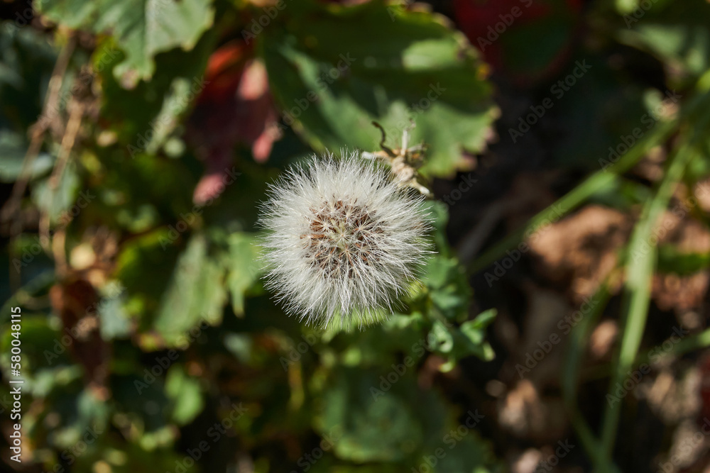 Thistle (lat. Sonchus arvensis) on a garden plot. Thistle seeds are ready to scatter in the wind. Thistle (lat. Sonchus arvensis) on a garden plot. Thistle seeds are ready to scatter in the wind.