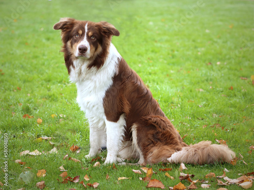 Hunderunde