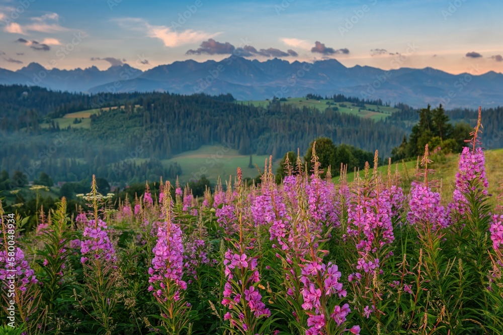 Blooming chamaenerion angustifolium or Epilobium angustifolium or fireweed or willowherb against Tatra mountains in summer. Pink purple flower blooming in the front. Field of flowers behind.