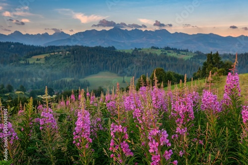 Blooming chamaenerion angustifolium or Epilobium angustifolium or fireweed or willowherb against Tatra mountains in summer. Pink purple flower blooming in the front. Field of flowers behind. photo