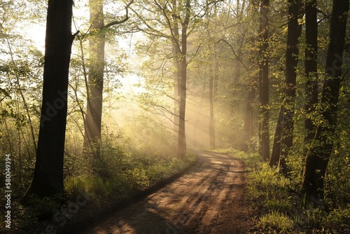 Country road through the forest on a foggy spring morning