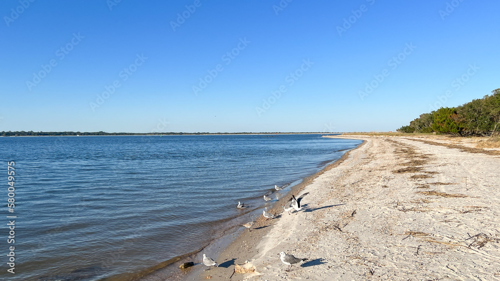 The shore of the Atlantic Ocean with Seagulls on a sunny day at Fort Clinch State Park in Florida.
