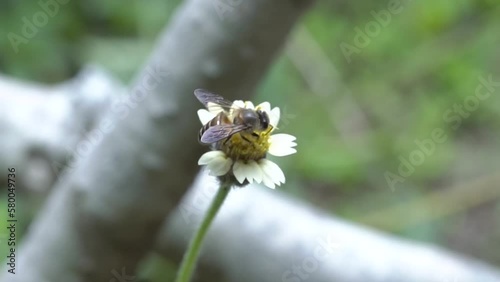 bee on a flower