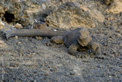 Iguana auf Galapagos Island
