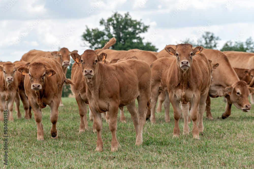 Vaches limousines 