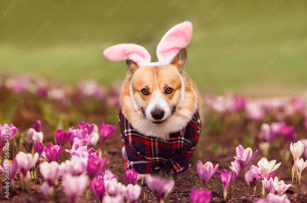cute corgi dog in a shirt and rabbit ears walks in a spring meadow among the flowers of snowdrops cute corgi dog in a shirt and rabbit ears walks in a spring meadow among the flowers of snowdrops