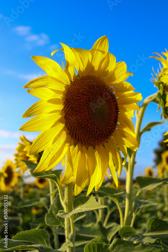 sunflower in the field
