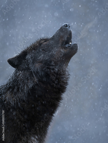 howling black canadian wolf in winter in heavy snowfall © fotomaster
