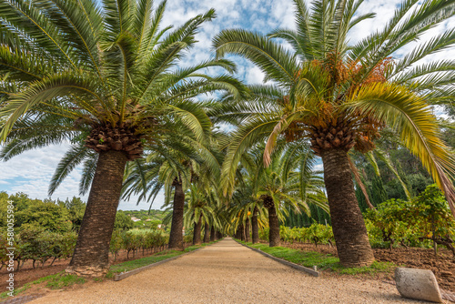 Scenic view of footpath to beach bordered by huge palm trees in Saint Tropez bay area at La Croix Valmer