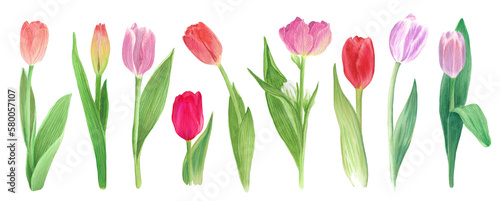 tulips isolated on white  romantic watercolor painting  floral design can be used for washi tapes in spring topic