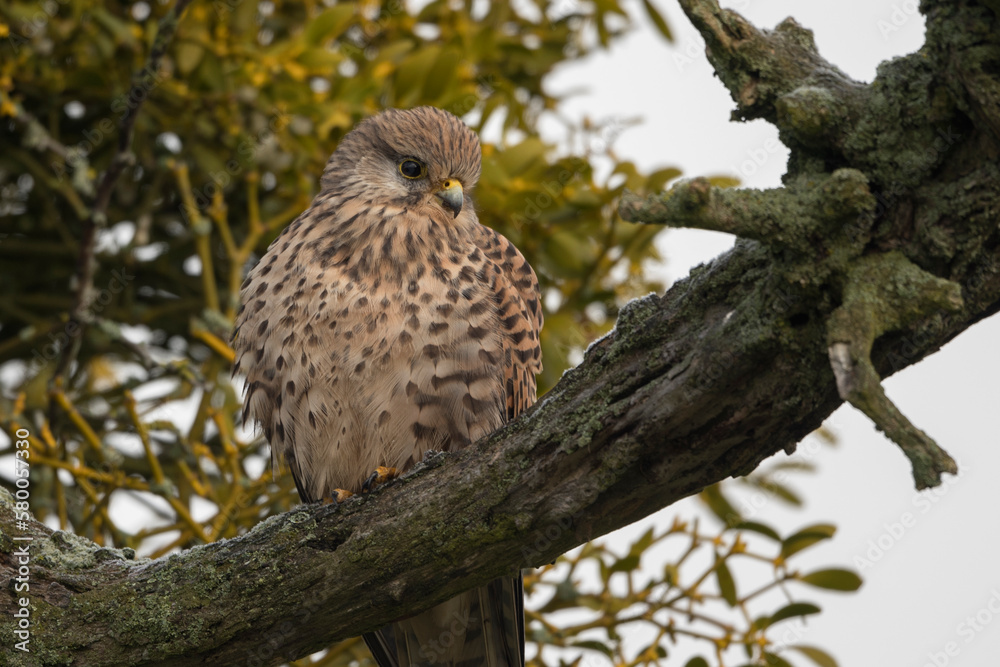 Common Kestrel female sitting in old tree Common Kestrel female sitting in old tree