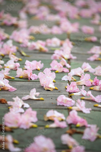 Tabebuia rosea is a Pink Flower neotropical tree,common name Pink trumpet tree Rosy trumpet tree,fell on the wood photo