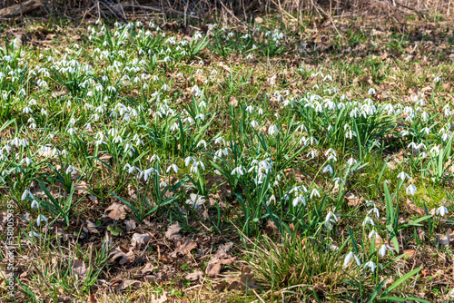 Blossoming snowdrops in early springrime CHKO Poodri in Czech republic photo