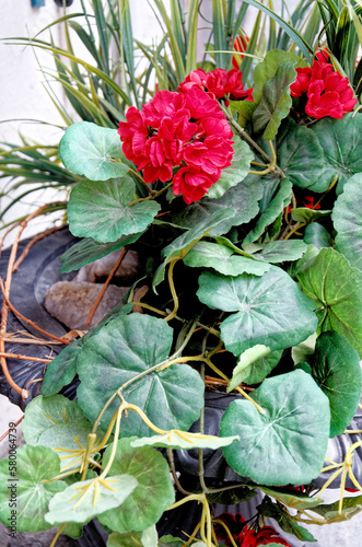 Flowers for sale - Flower market photo