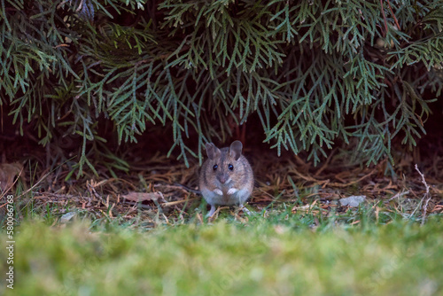 a portrait from a yellow necked mouse, apodemus flavicollis, with a destroyed ear, in the garden on the green gras at spring evening 